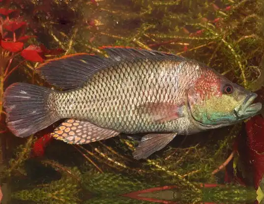 Picture of a purpleface largemouth (Serranochromis macrocephalus)