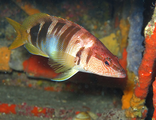 Picture of a painted comber (Serranus scriba)