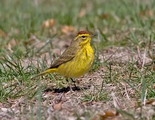 Picture of a yellow palm warbler (Setophaga palmarum hypochrysea)