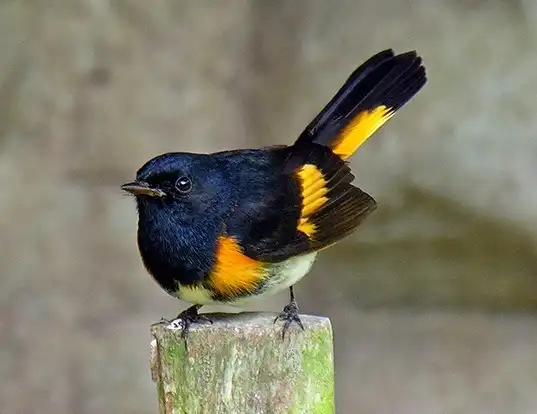 Picture of a american redstart (Setophaga ruticilla)