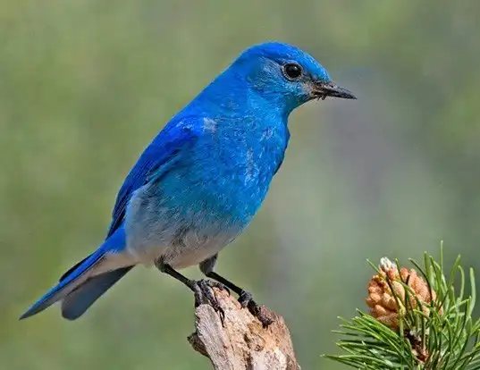 Picture of a mountain bluebird (Sialia currucoides)