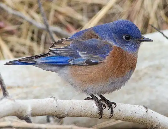 Picture of a western bluebird (Sialia mexicana)