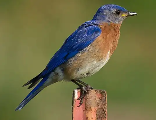 Picture of a eastern bluebird (Sialia sialis)