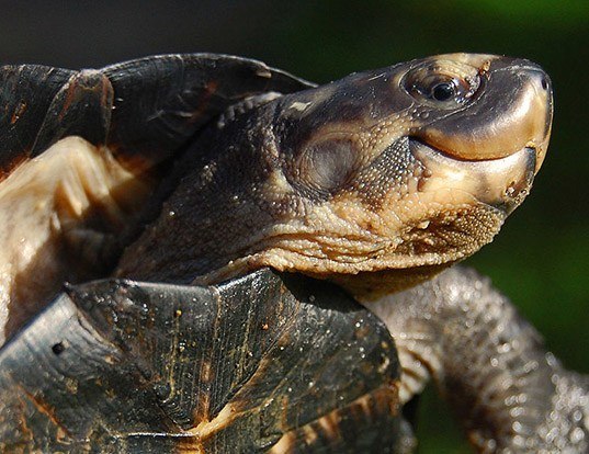 Picture of a siamese temple turtle (Siebenrockiella crassicollis)