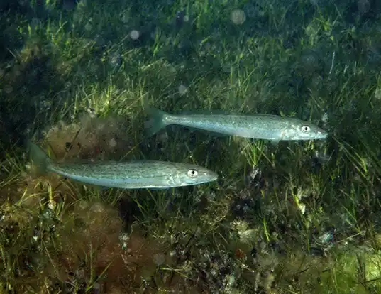 Picture of a spotted sillago (Sillaginodes punctatus)