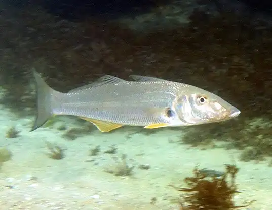 Picture of a northern whiting (Sillago sihama)