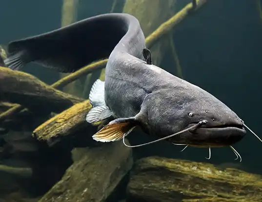 Picture of a wels catfish (Silurus glanis)