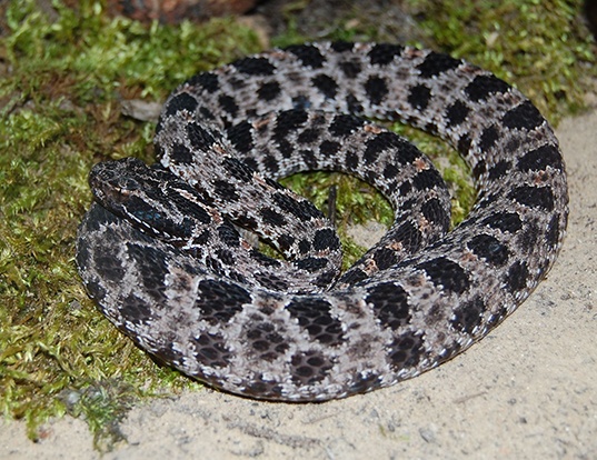 Picture of a dusky pygmy rattlesnake (Sistrurus miliarius barbouri)
