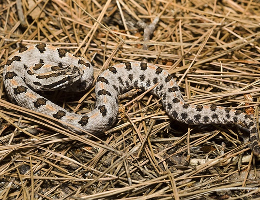 Picture of a western pygmy rattlesnake (Sistrurus miliarius streckeri)