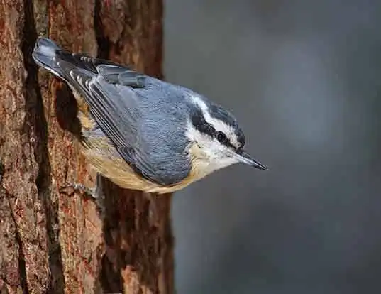 Picture of a red-breasted nuthatch (Sitta canadensis)