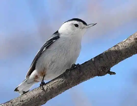 Picture of a white-breasted nuthatch (Sitta carolinensis)