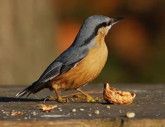 Picture of a wood nuthatch or eurasian nuthatch (Sitta europaea)