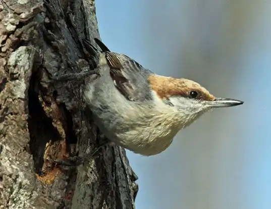 Picture of a brown-headed nuthatch (Sitta pusilla)