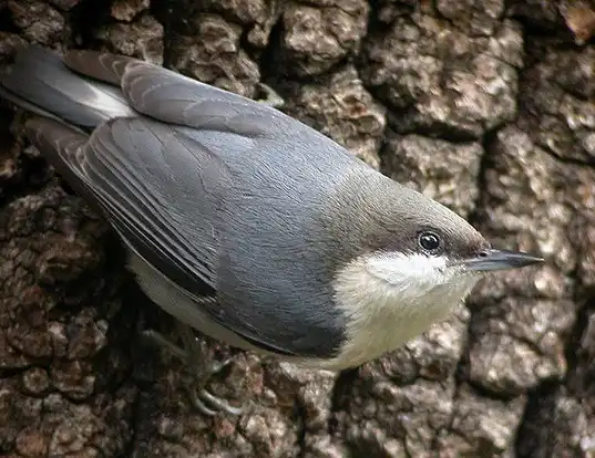 Picture of a pygmy nuthatch (Sitta pygmaea)