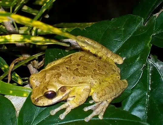 Picture of a mexican treefrog (Smilisca baudinii)