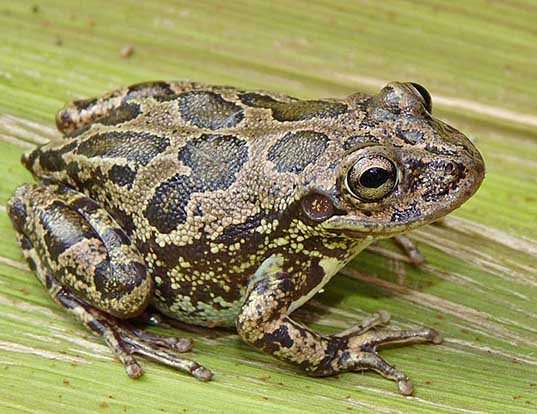 Picture of a lowland burrowing treefrog (Smilisca fodiens)