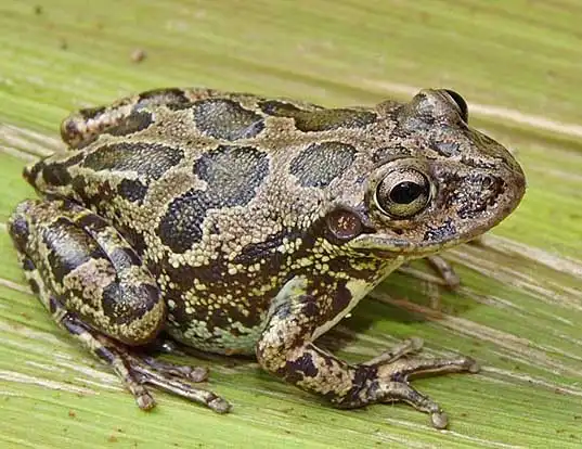 Picture of a lowland burrowing treefrog (Smilisca fodiens)
