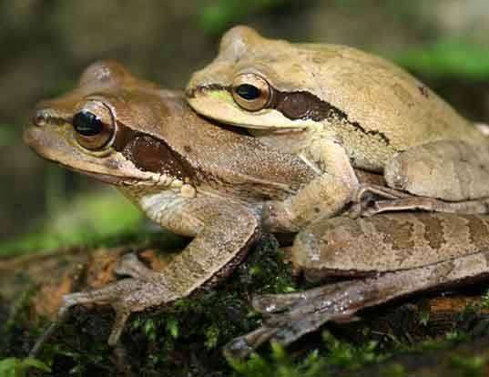 Picture of a new granada cross-banded treefrog (Smilisca phaeota)