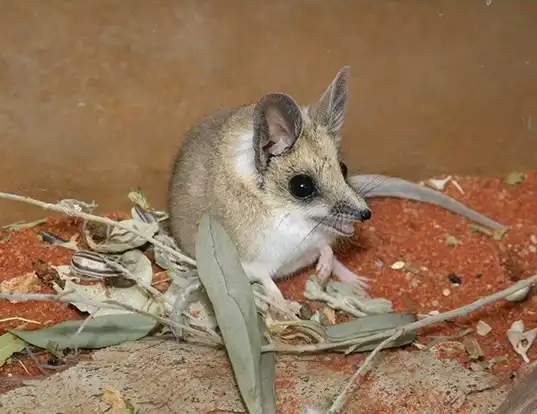 Picture of a fat-tailed dunnart (Sminthopsis crassicaudata)