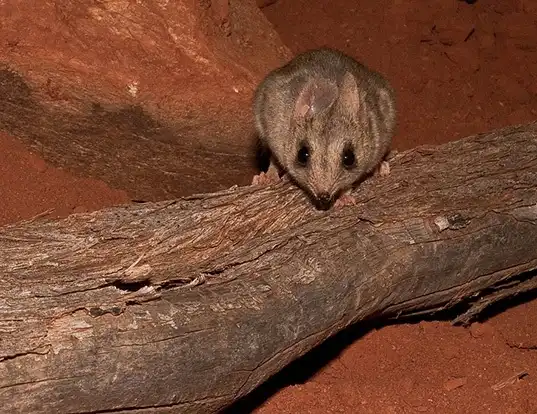 Picture of a little long-tailed dunnart (Sminthopsis dolichura)