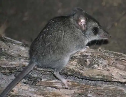 Picture of a gray-bellied dunnart (Sminthopsis griseoventer)