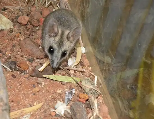 Picture of a stripe-faced dunnart (Sminthopsis macroura)