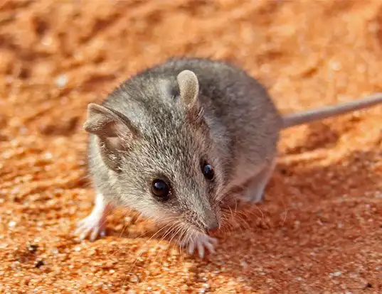 Picture of a dunnart (Sminthopsis murina)