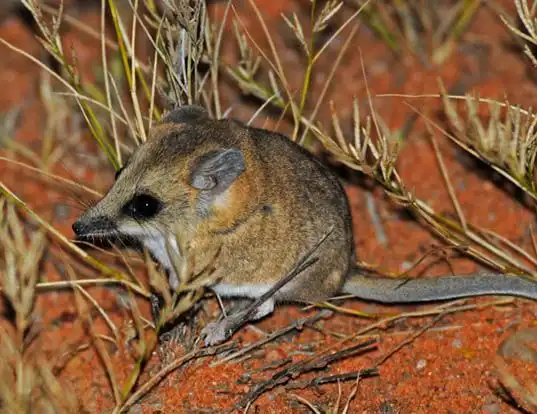 Picture of a red-cheeked dunnart (Sminthopsis virginiae)