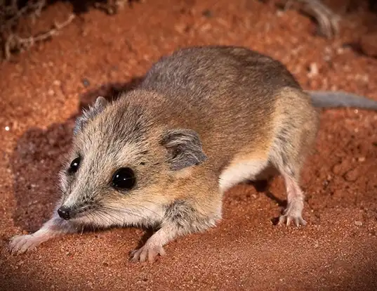 Picture of a lesser hairy-footed dunnart (Sminthopsis youngsoni)