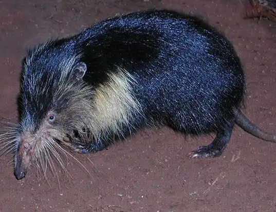 Picture of a cuban solenodon (Solenodon cubanus)