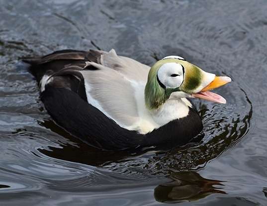 Picture of a spectacled eider (Somateria fischeri)