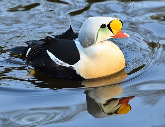 Picture of a king eider (Somateria spectabilis)