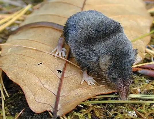 Picture of a smoky shrew (Sorex fumeus)