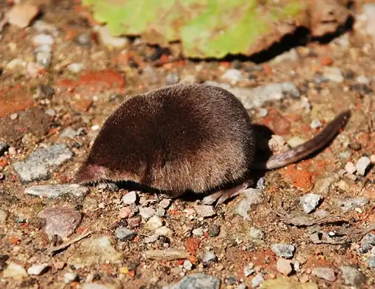 Picture of a eurasian pygmy shrew (Sorex minutus)