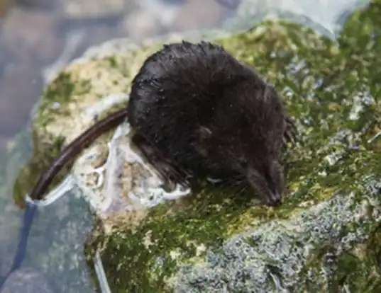 Picture of a american water shrew (Sorex palustris)