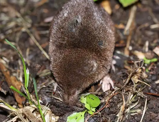 Picture of a long-clawed shrew (Sorex unguiculatus)