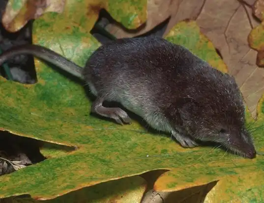 Picture of a vagrant shrew (Sorex vagrans)
