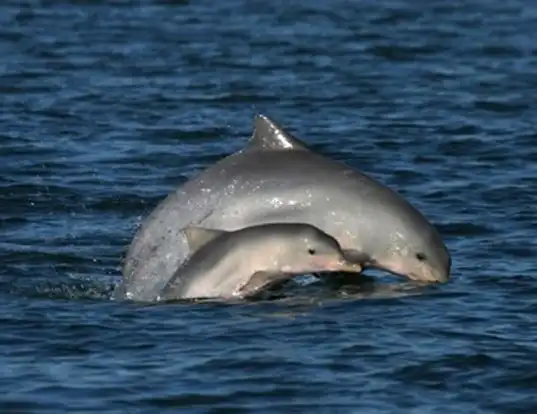 Picture of a guianian river dolphin (Sotalia fluviatilis)