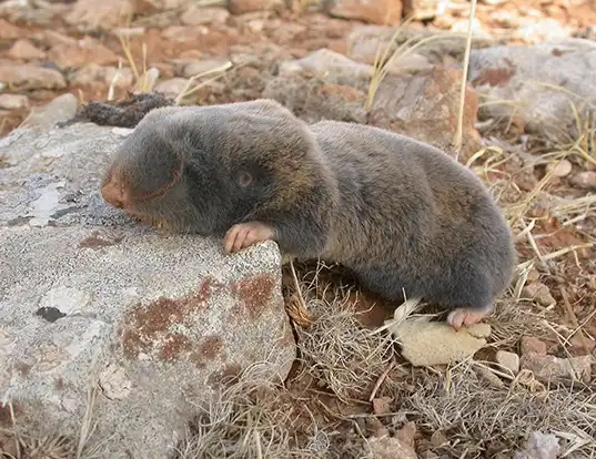 Picture of a palestine mole rat (Spalax ehrenbergi)