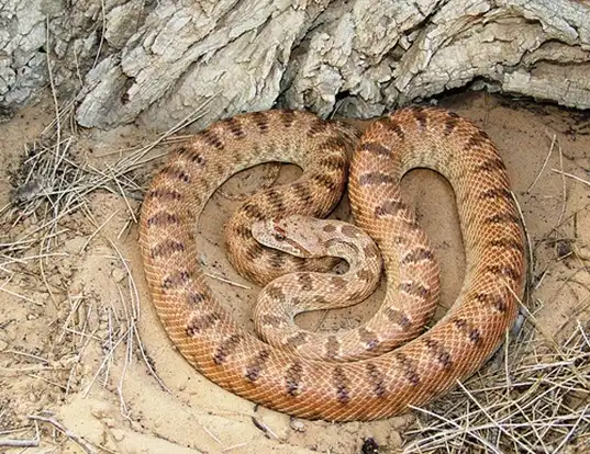 Picture of a diademed snake (Spalerosophis diadema)