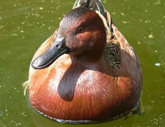 Picture of a cinnamon teal (Spatula cyanoptera)