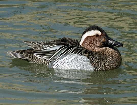 Picture of a garganey (Spatula querquedula)