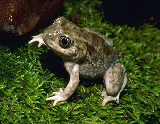 Picture of a plains spadefoot (Spea bombifrons)