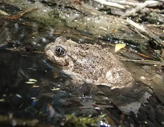 Picture of a great basin spadefoot (Spea intermontana)