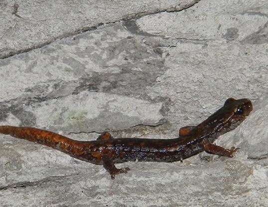 Picture of a italian cave salamander (Speleomantes italicus)