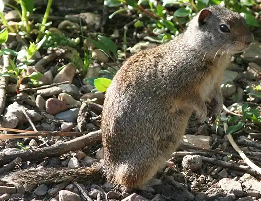Picture of a uinita ground squirrel (Spermophilus armatus)