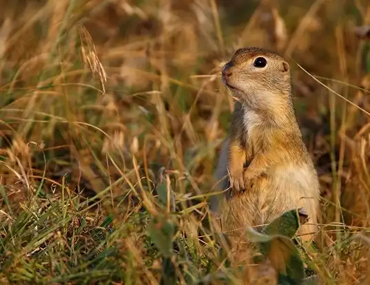 Picture of a little ground squirrel (Spermophilus pygmaeus)