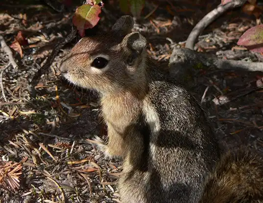 Picture of a cascade golden-mantled ground squirrel (Spermophilus saturatus)