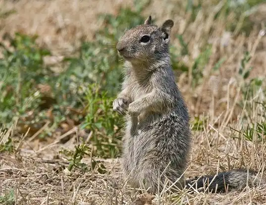 Picture of a townsend's ground squirrel (Spermophilus townsendii)