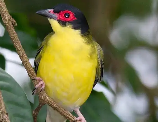 Picture of a green figbird (Sphecotheres viridis)